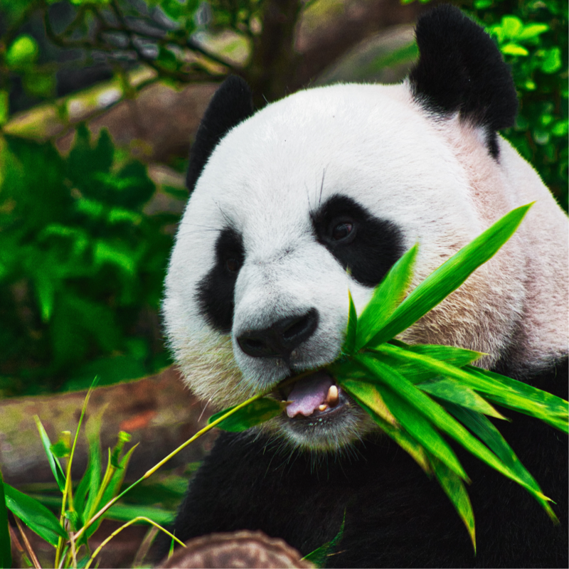 A panda eating some eucalyptus