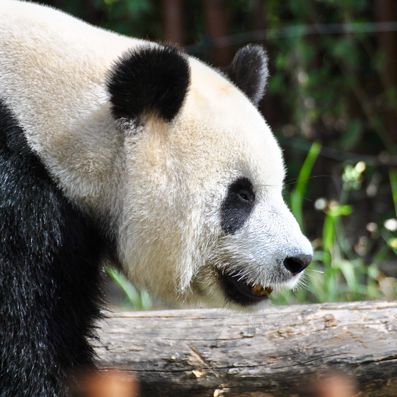 A panda looking to the right