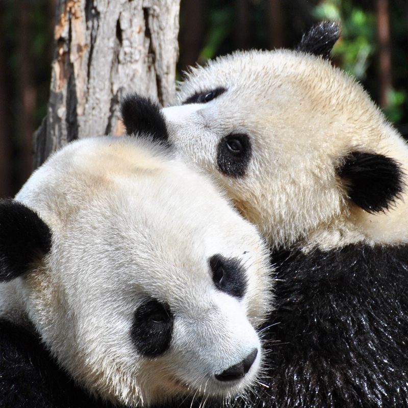 Two pandas together