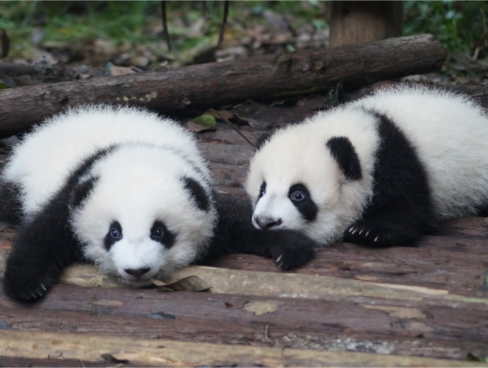 Two young pandas laying down