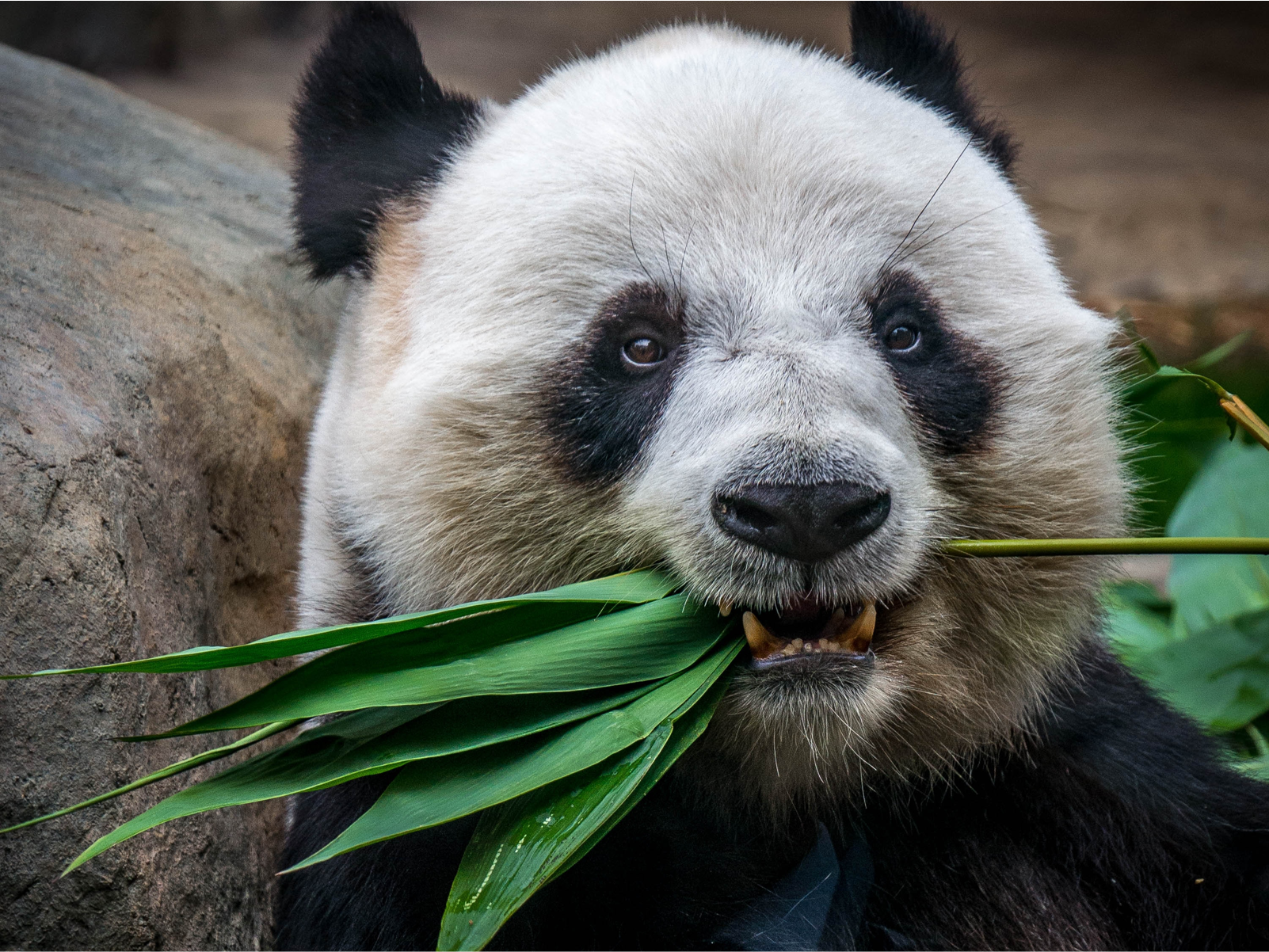 A panda eating eucalyptus