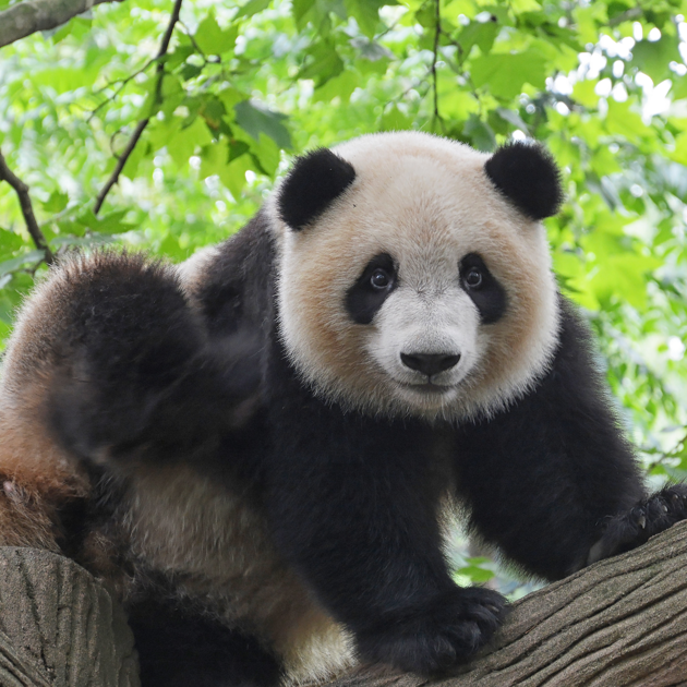 A panda in a tree